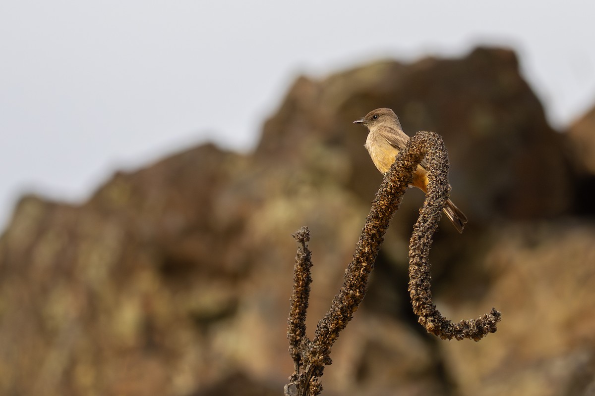 Say's Phoebe - ML659537185