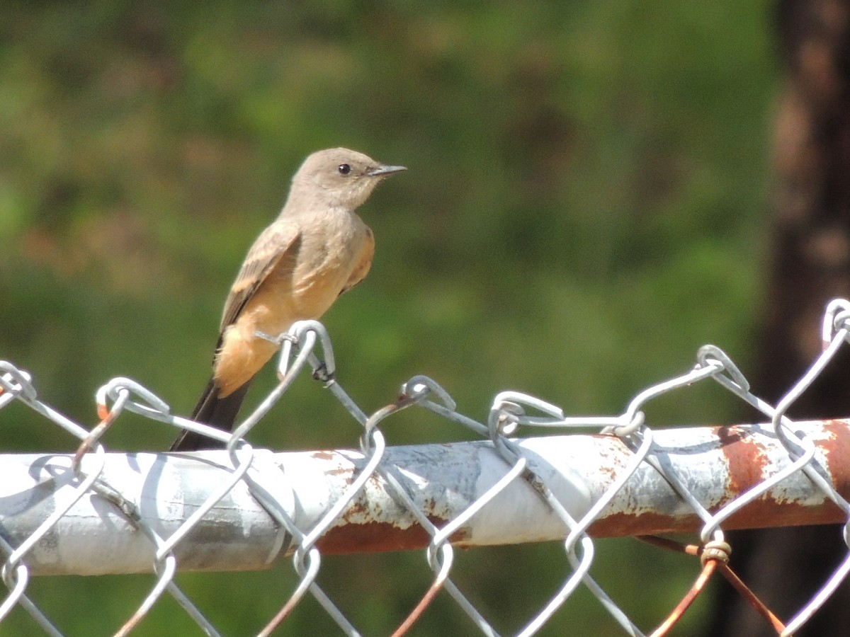 Say's Phoebe - ML659537245