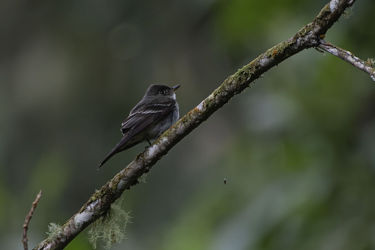 Eastern Wood-Pewee - ML659537390