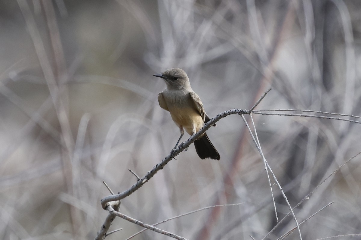 Say's Phoebe - ML659537523