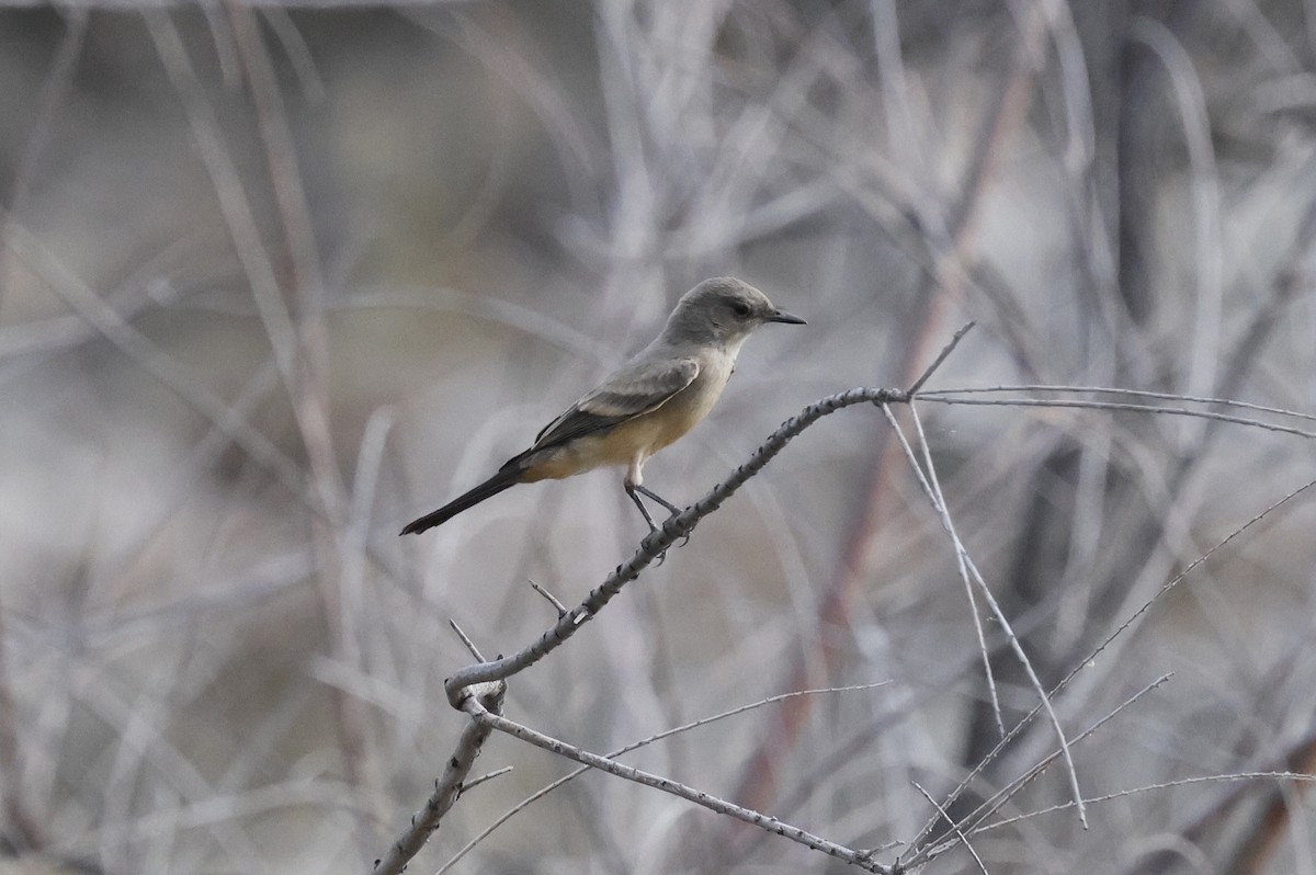Say's Phoebe - ML659537524