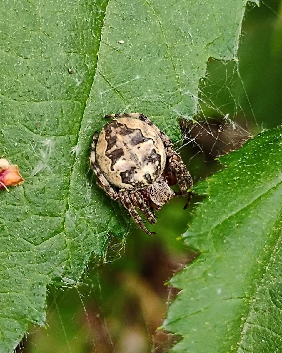 Ornamental Orbweaver - ML659537862
