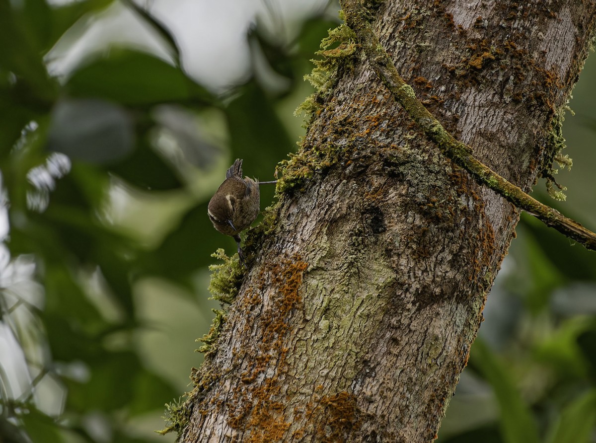 Mountain Wren - ML659538166