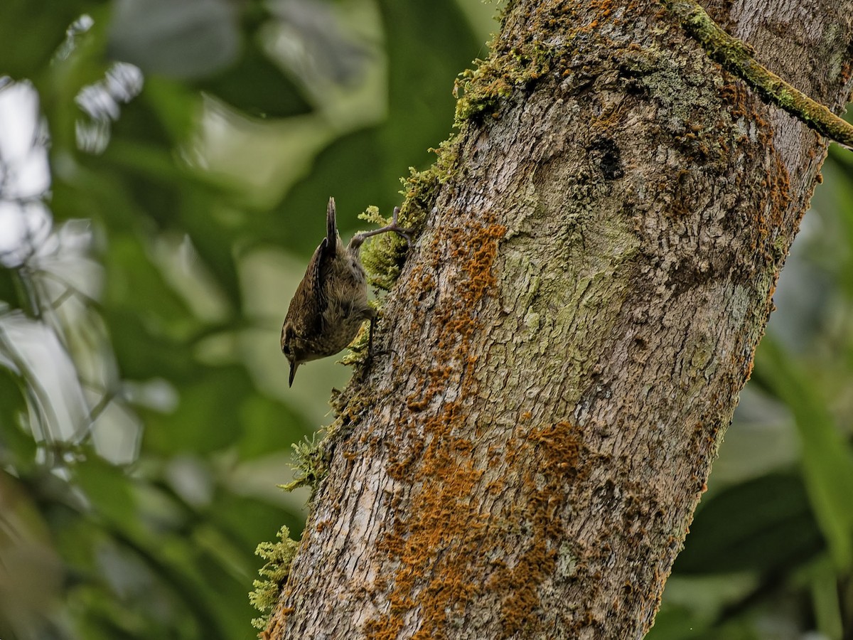 Mountain Wren - ML659538167