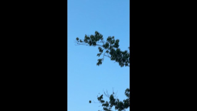 Mississippi Kite - ML659538341
