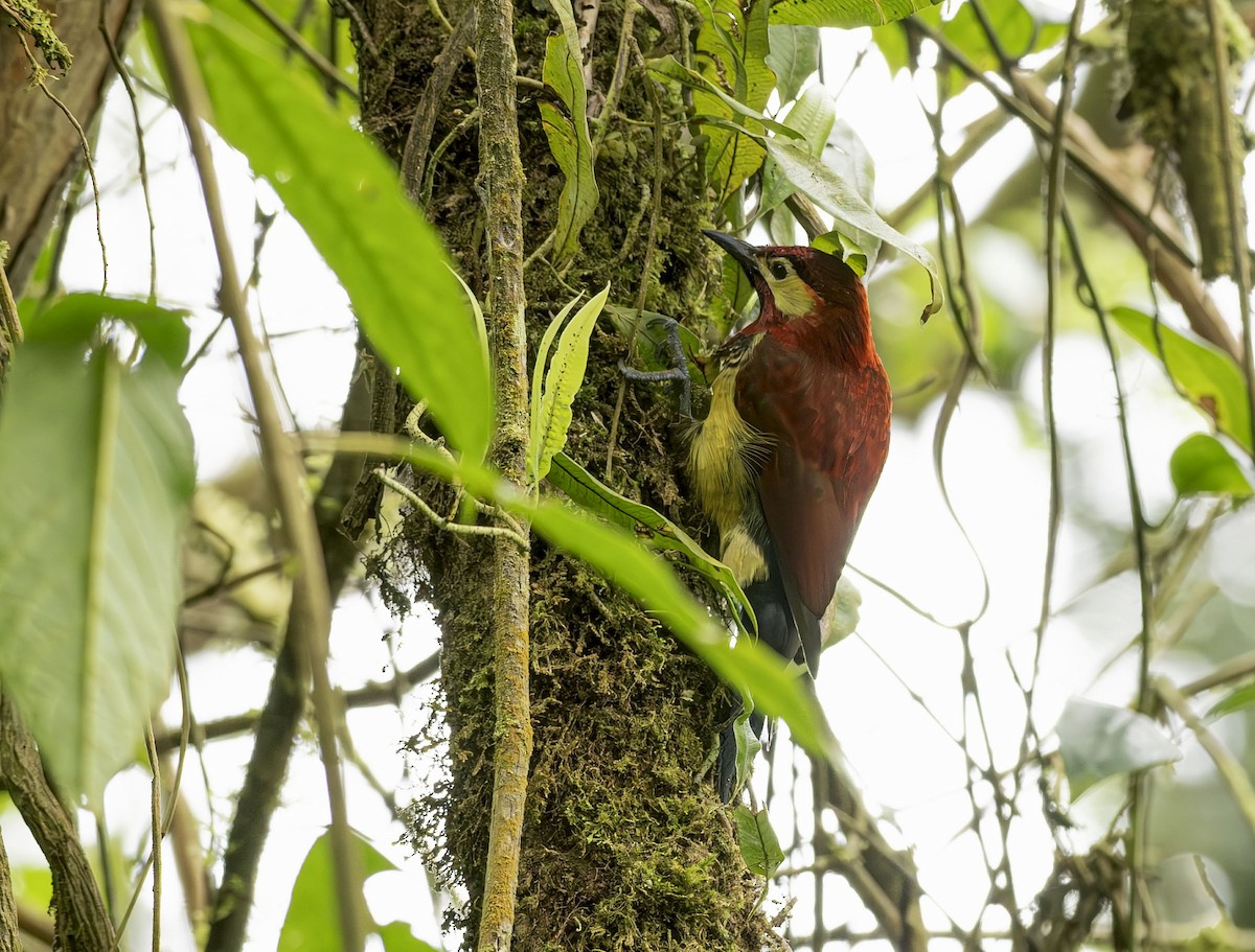 Crimson-mantled Woodpecker - ML659538384
