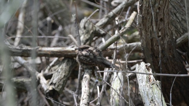 Eastern Whip-poor-will - ML659538453