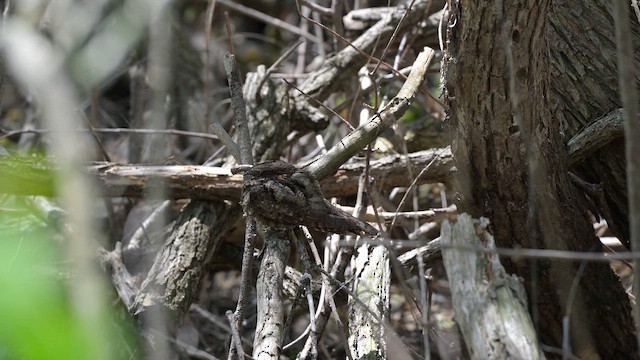 Eastern Whip-poor-will - ML659538490