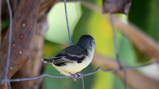 Southern Beardless-Tyrannulet - ML659538549