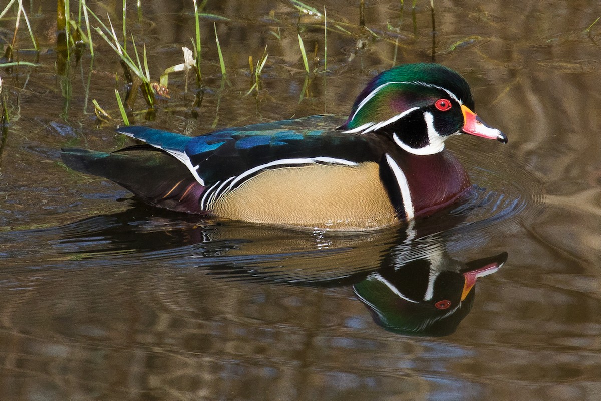 Wood Duck - ML65953861