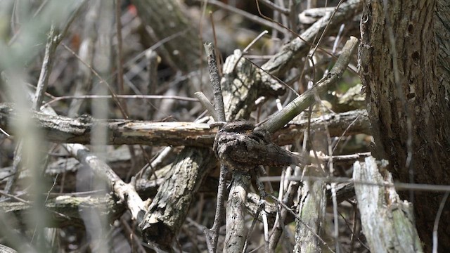 Eastern Whip-poor-will - ML659538705