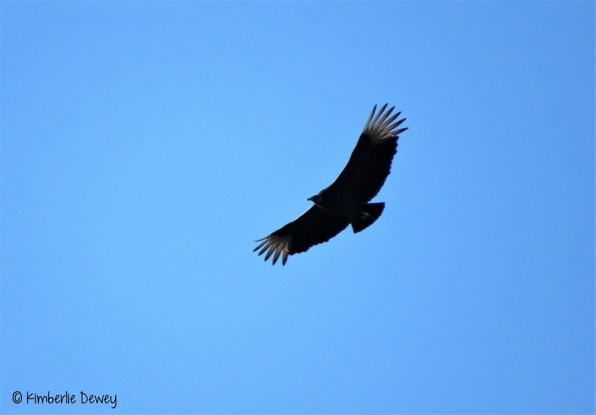 Black Vulture - ML65953871