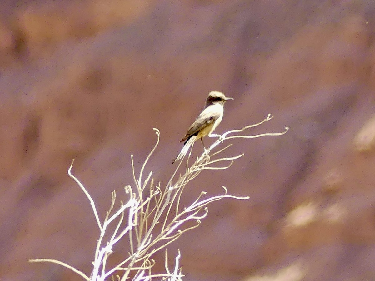 Say's Phoebe - ML659538721