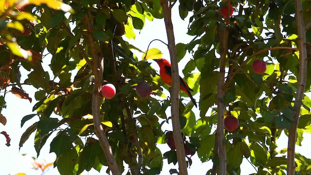 Scarlet Tanager - ML659538895