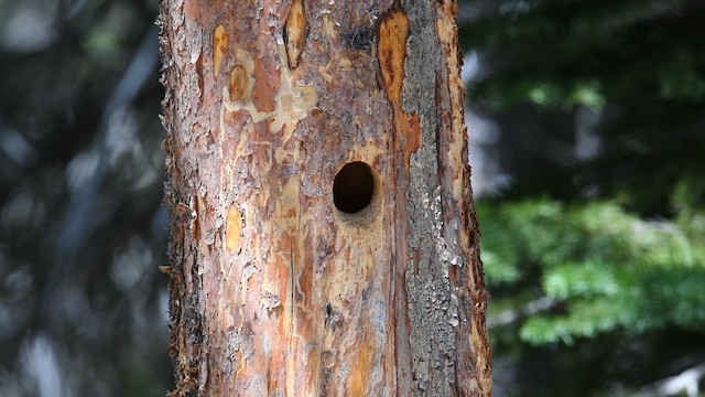 Black-backed Woodpecker - ML659538965