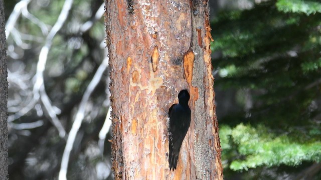 Black-backed Woodpecker - ML659538966