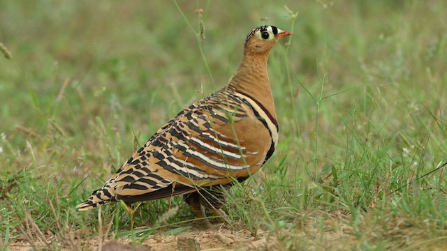 Painted Sandgrouse - ML659539064