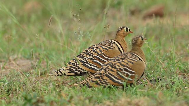 Painted Sandgrouse - ML659539073