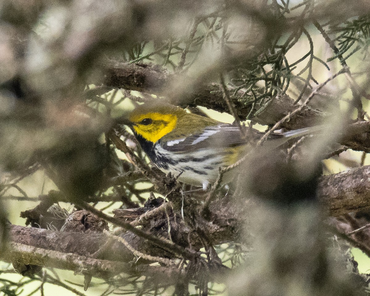 Black-throated Green Warbler - ML659539189