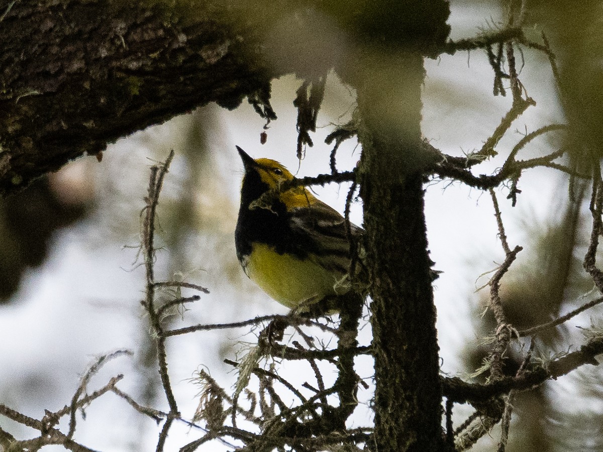 Black-throated Green Warbler - ML659539190