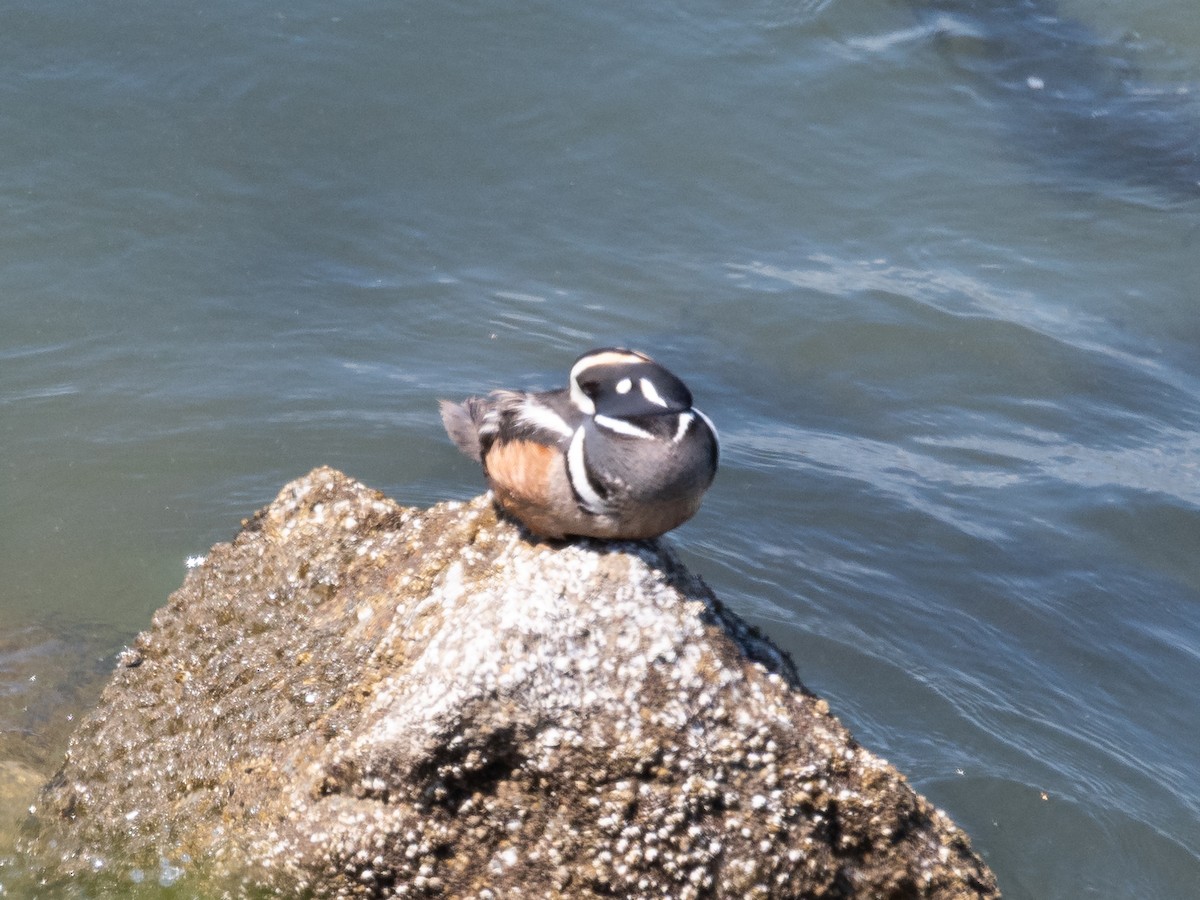 Harlequin Duck - ML659539207