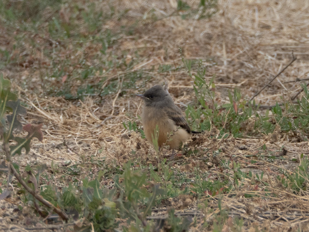 Say's Phoebe - ML659539360