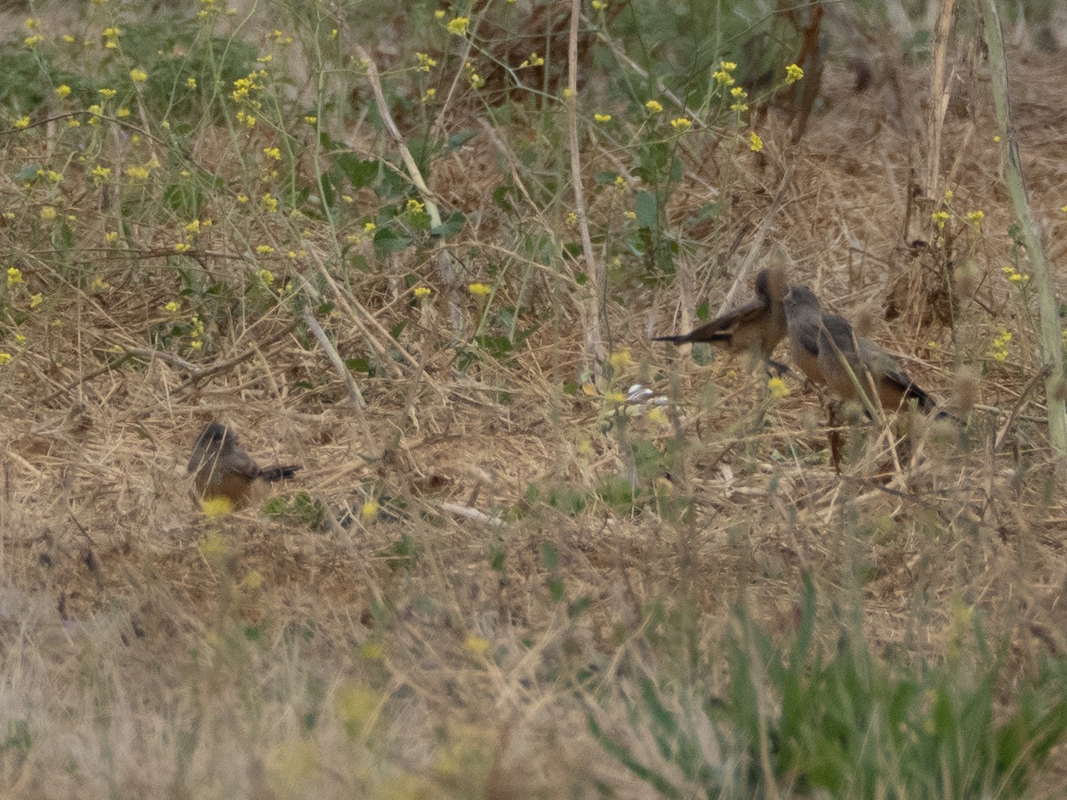 Say's Phoebe - ML659539361