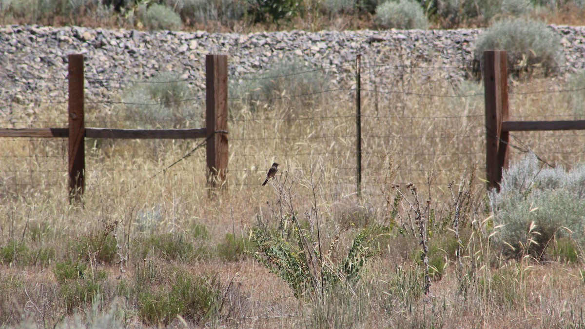Say's Phoebe - ML659539475