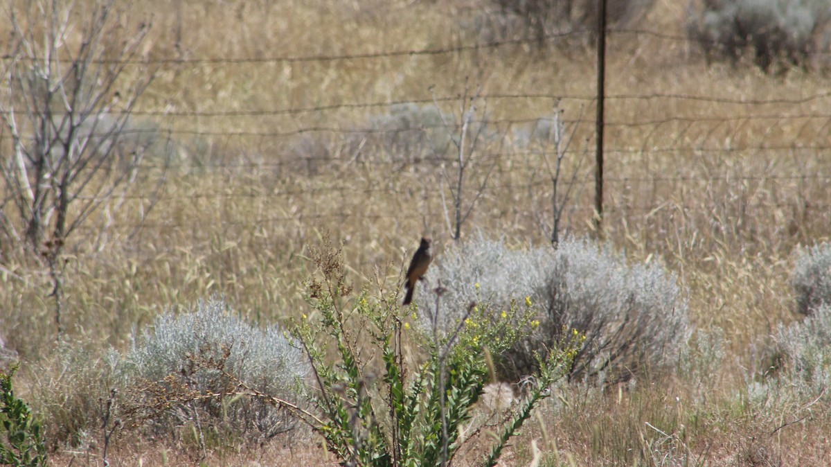 Say's Phoebe - ML659539477