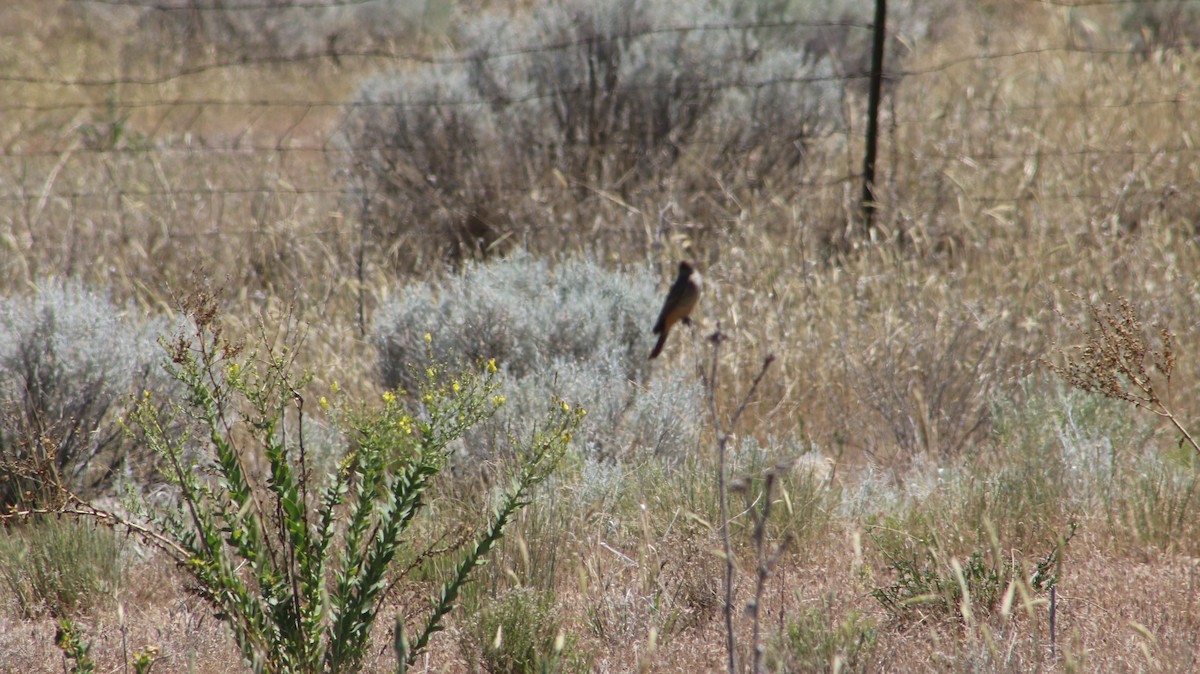 Say's Phoebe - ML659539478