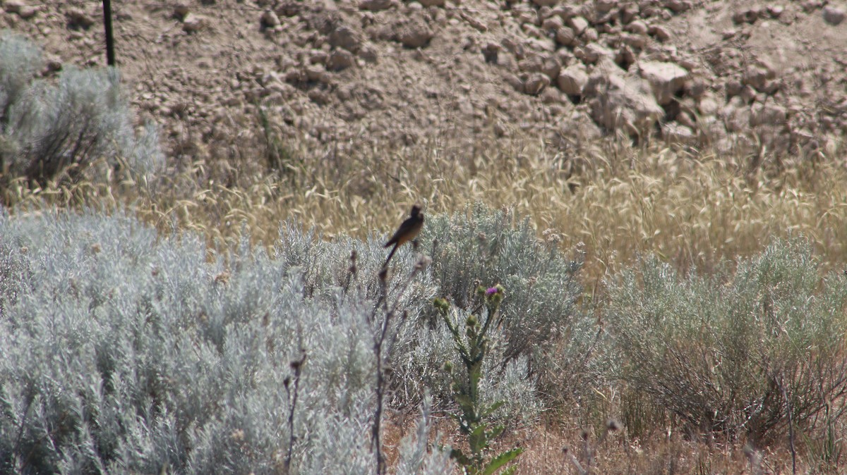 Say's Phoebe - ML659539479