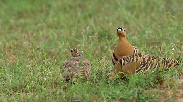 Painted Sandgrouse - ML659539559
