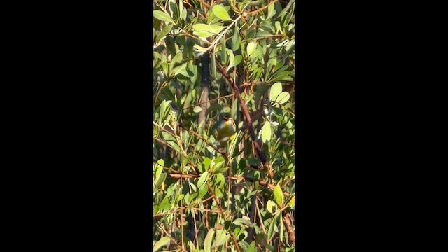 Striated Pardalote - ML659539630