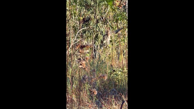 Striated Pardalote - ML659539631