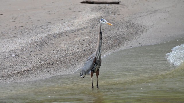 Great Blue Heron - ML659539656