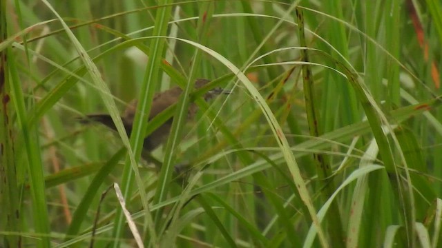 Marsh Babbler - ML659539828