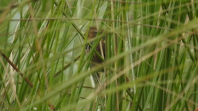 Marsh Babbler - ML659539945
