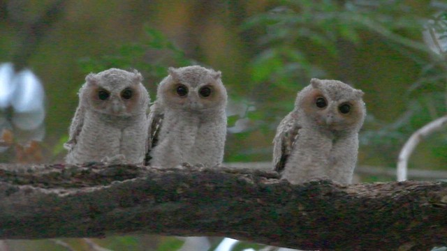 Collared Scops-Owl - ML659540047