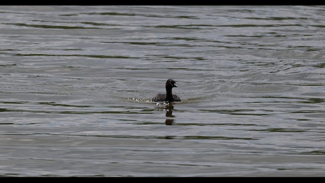 Little Grebe - ML659540152