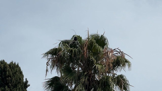 American Crow - ML659540225
