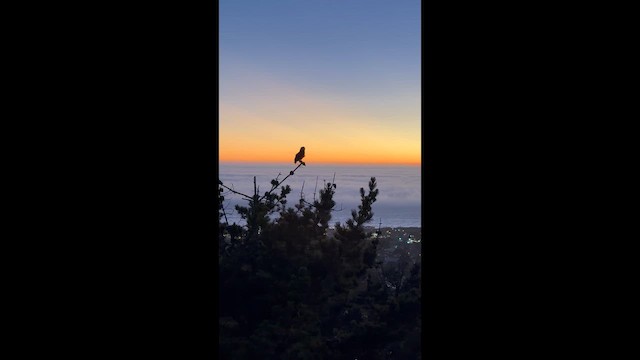 Great Horned Owl - ML659540377