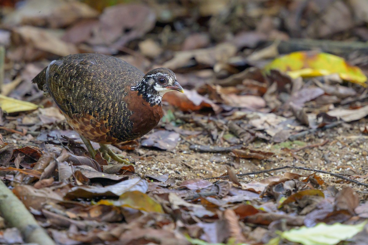 Sabah Partridge - ML659540445