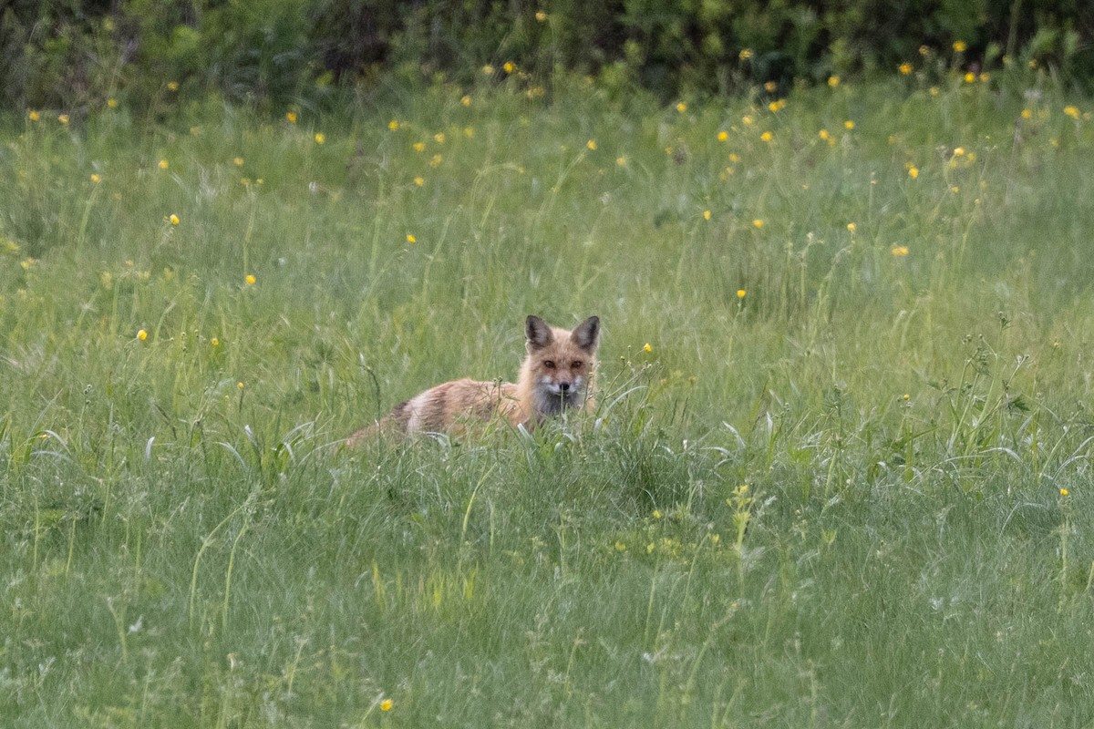 Red Fox - ML659540483