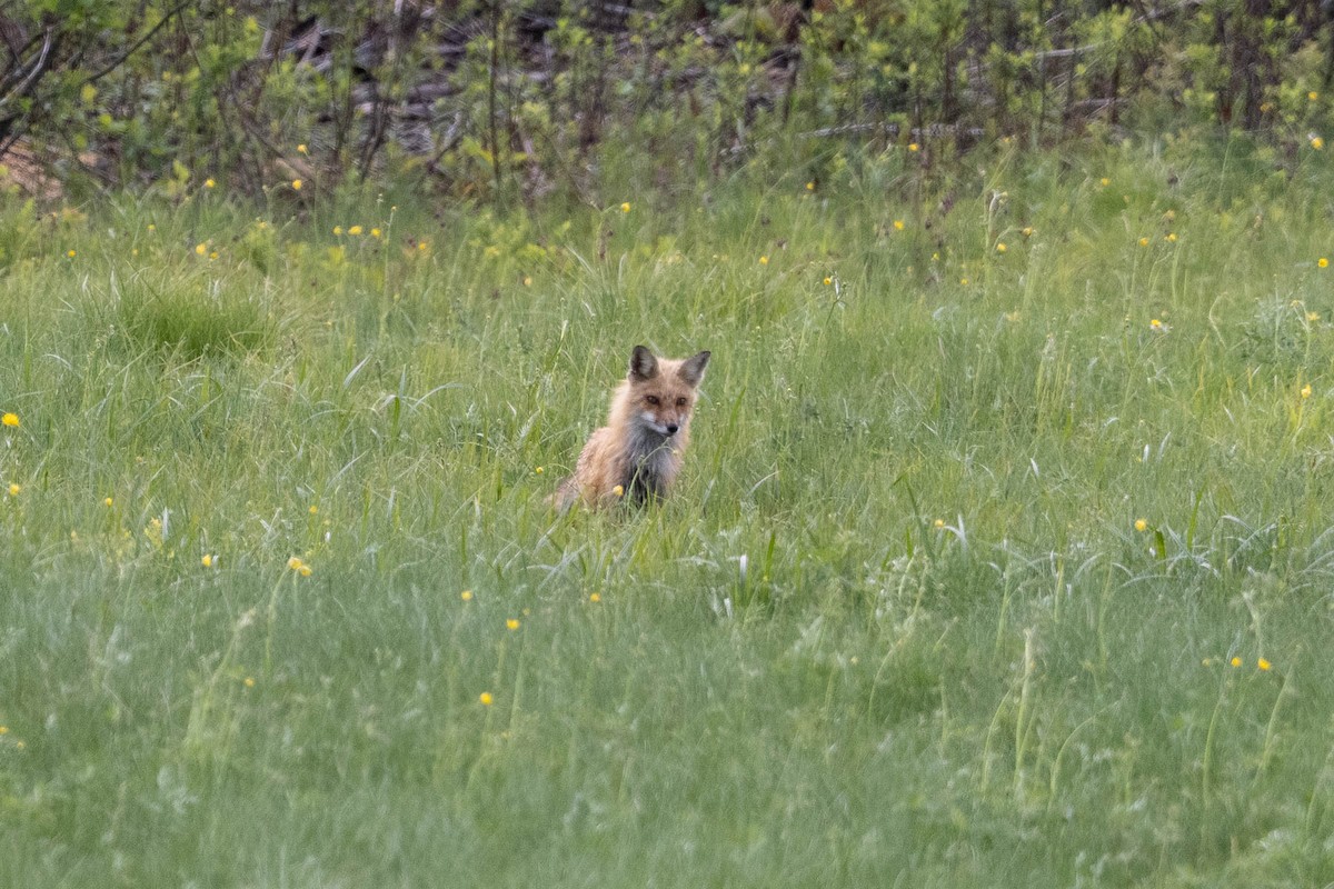 Red Fox - ML659540484