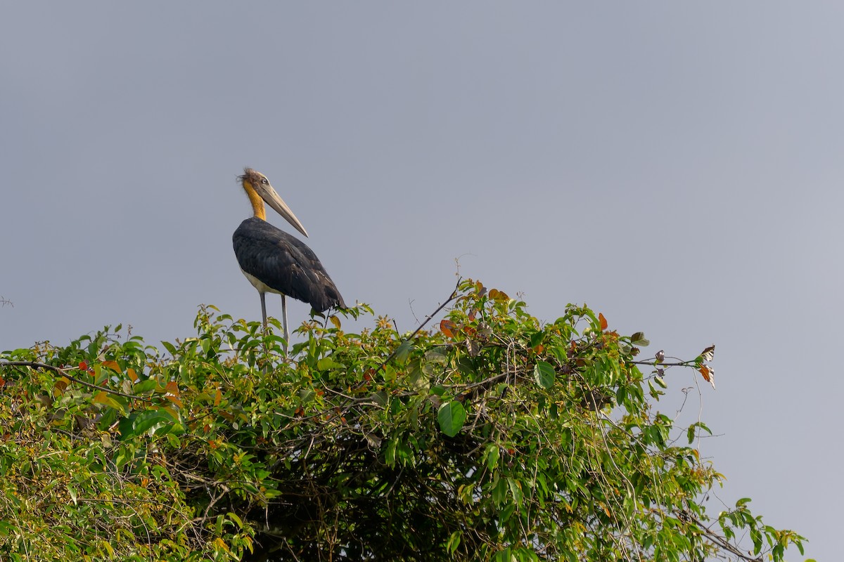 Lesser Adjutant - ML659540591