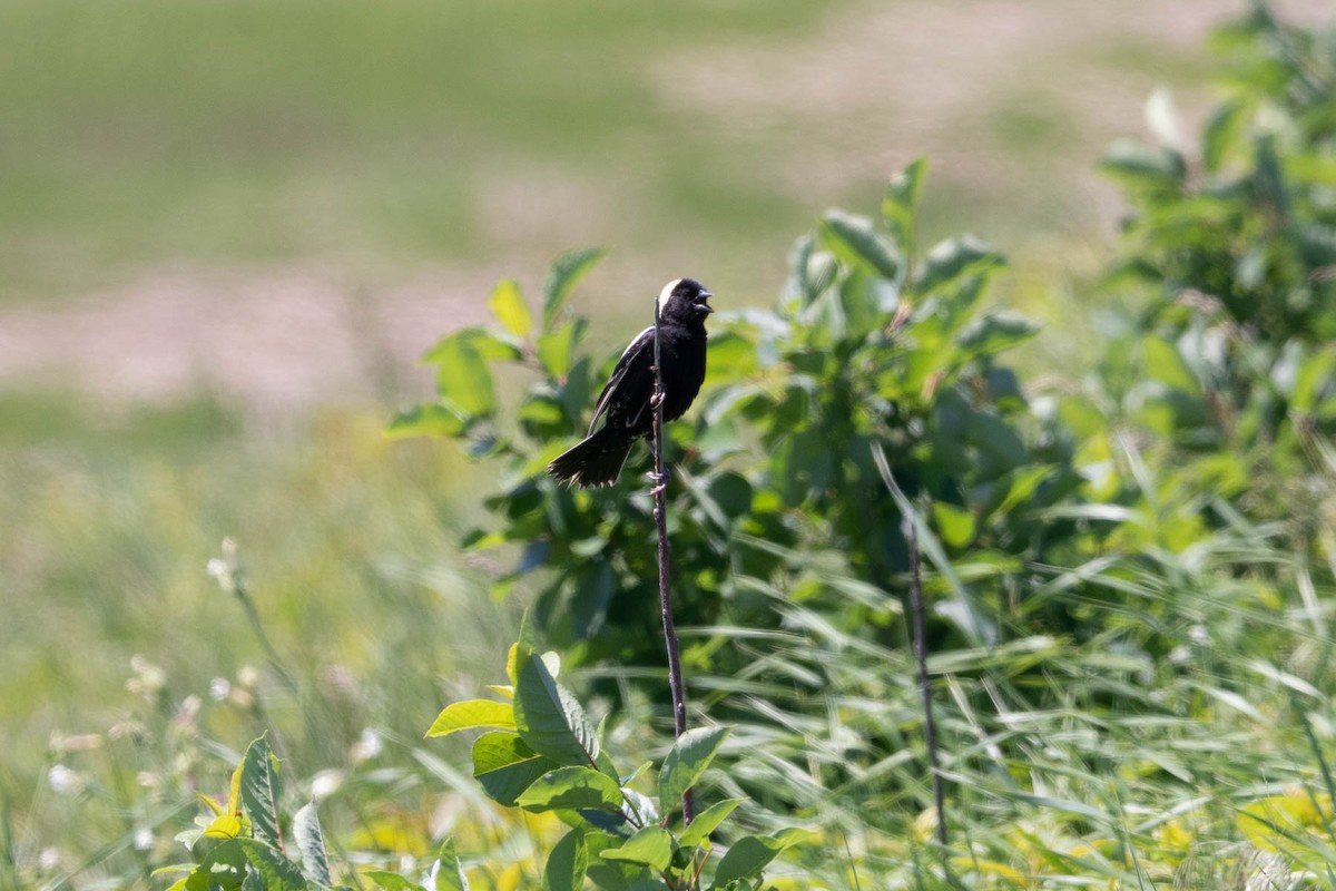 bobolink americký - ML659540618