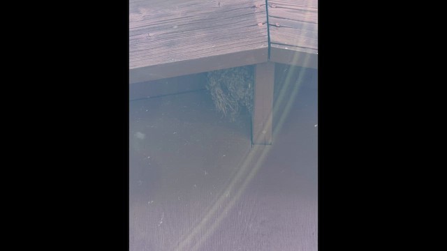 Black Phoebe - ML659540795