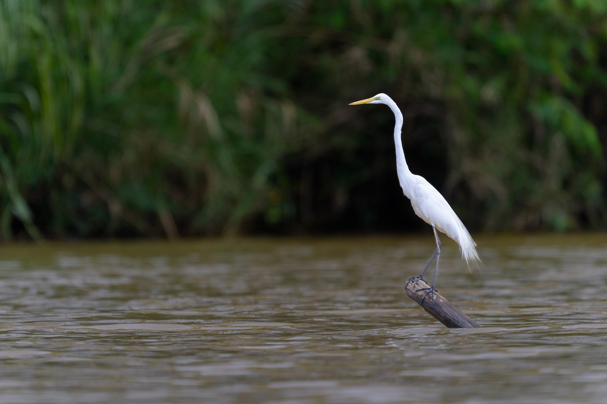 Great Egret - ML659540880
