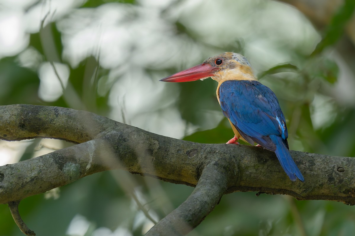 Stork-billed Kingfisher - ML659540907