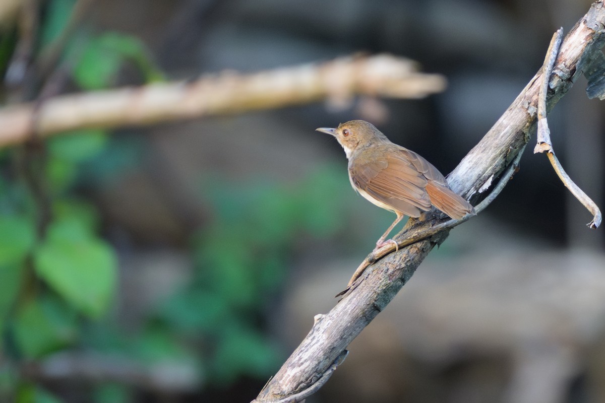 White-chested Babbler - ML659540973